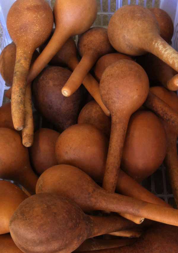 น้ำเต้าแห้งก้านยาว เซ็ทคู่ 2 ลูก มีเมล็ดเขย่ามีเสียงใช้ตกแต่งบ้าน ทำแซก และเป็นของนำโชคพร้อมส่ง Primitive Couple of Dried Dipper Gourd full seeds with sound for crafts, Maracas, decorations and craft collectibles.